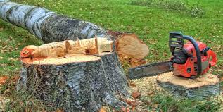 Trusted Diablo Grande, CA Tree Services Experts