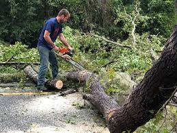 Best Tree Disease Treatment  in Diablo Grande, CA