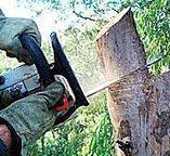 Best Emergency Tree Removal  in Diablo Grande, CA