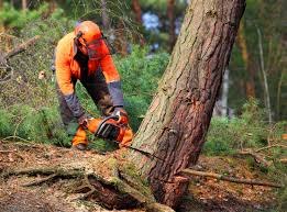 Best Tree and Shrub Care  in Diablo Grande, CA