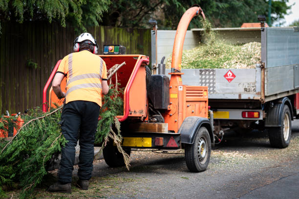Best Stump Grinding and Removal  in Diablo Grande, CA