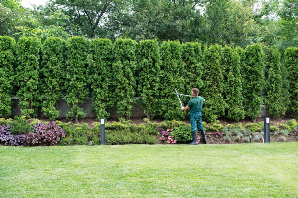 Best Leaf Removal  in Diablo Grande, CA