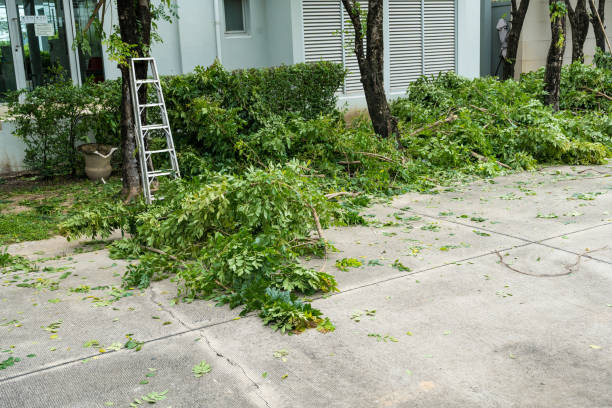 Best Tree Health Inspection  in Diablo Grande, CA