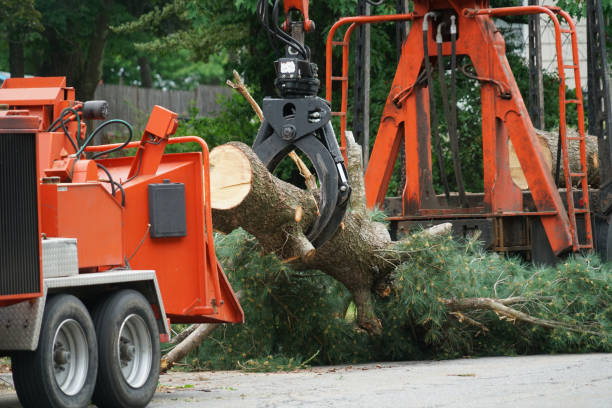 Best Commercial Tree Services  in Diablo Grande, CA