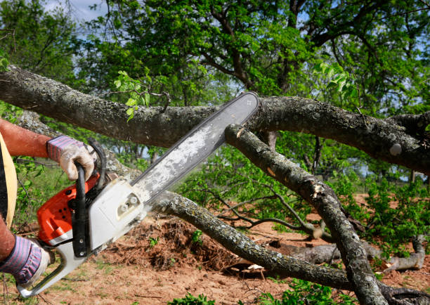 Best Tree Preservation Services  in Diablo Grande, CA